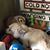 Shelley Mourer's profile image