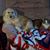Natasha Smithies's profile image