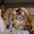 Carm J Fedele Jr.'s profile image