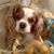 Charlotte Smith's profile image