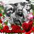 Tabasam Khan's profile image