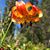 Susie Ward's profile image