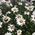 Jennifer M. Brecciano's profile image