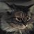 Beverly Dalton's profile image
