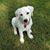 Lindsay Malenck Callow's profile image
