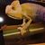 Adolfo Gabutin's profile image