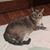 Paich Young's profile image
