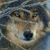 Gillespie Sue Brenda's profile image