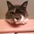 Tracy Talley's profile image