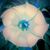 Rebecca Bailey Watts's profile image