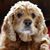 Doreen Beers's profile image