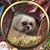 Pam Arango-Losier's profile image