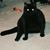 Diane Renee Chafin's profile image
