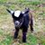 Laura Yohe's profile image