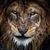 P.j. Connolly's profile image
