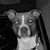 Donna Stitt Racer's profile image