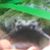 Lakin Rosier II's profile image