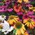 Joy Baugh's profile image