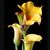 Dinora Canizalez's profile image