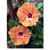 Doreen Sampson's profile image
