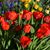 Sharon Pierce Mayer's profile image