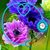 Sally McHugh's profile image