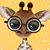 Kelly Allen's profile image