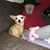 Cheryn Harris's profile image