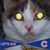 Laura Albright's profile image