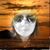 Lucy Arellano's profile image