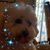 Sharon Wolfe Archer's profile image