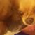 Lisa Pettigrew Philpott's profile image