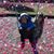 Susan Brindza Choplin's profile image