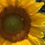 Martha C. Rubiano's profile image