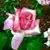 Tracey Murtha's profile image