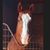 Susan Ayd Chaudron's profile image