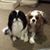 Cynthia D. Alles's profile image