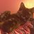 Jackie Propst's profile image