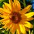 Kathy Levering Linstedt's profile image