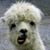 Ope May's profile image