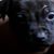 Anthony Dalton's profile image