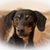 Lisa Kangas's profile image