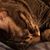 Anne LoCicero Bingham's profile image