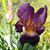 Dottie Brunette's profile image