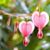 Safia Hope's profile image