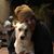 Julie Ruiz's profile image