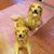Laurie Godin's profile image