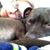 Lauren D'Adamo Stalcup's profile image