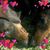 Dara Bogorff Blumenstine's profile image