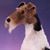 Nancy Lee Wolf's profile image